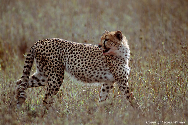 cheetah4.jpg