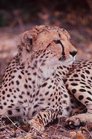 cheetah_laying_down.jpg
