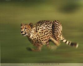running_cheetah.jpg
